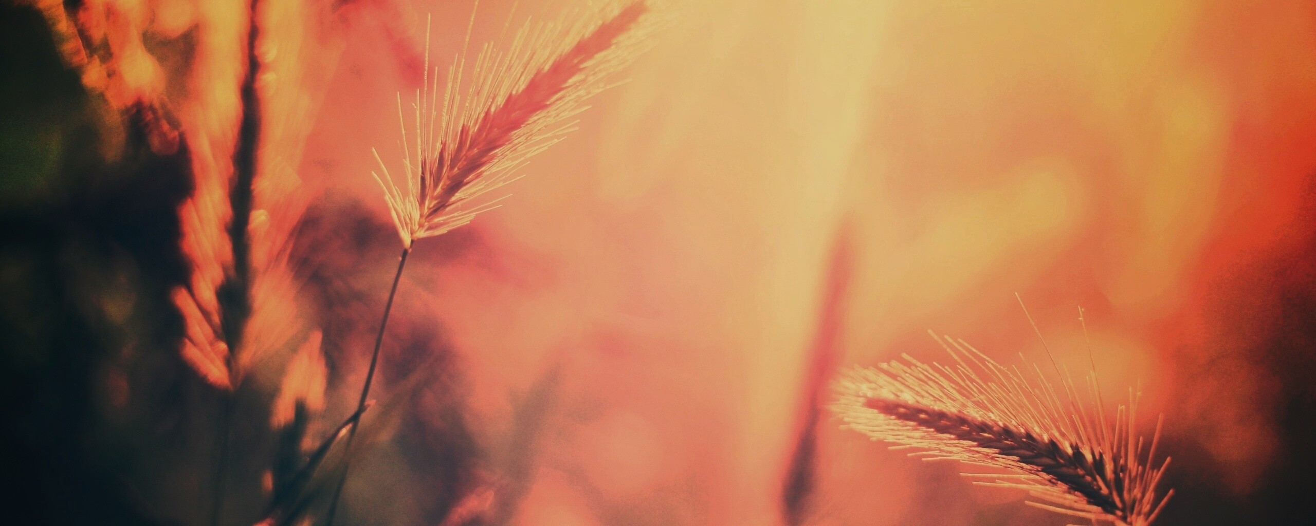 Травинки на солнце обои