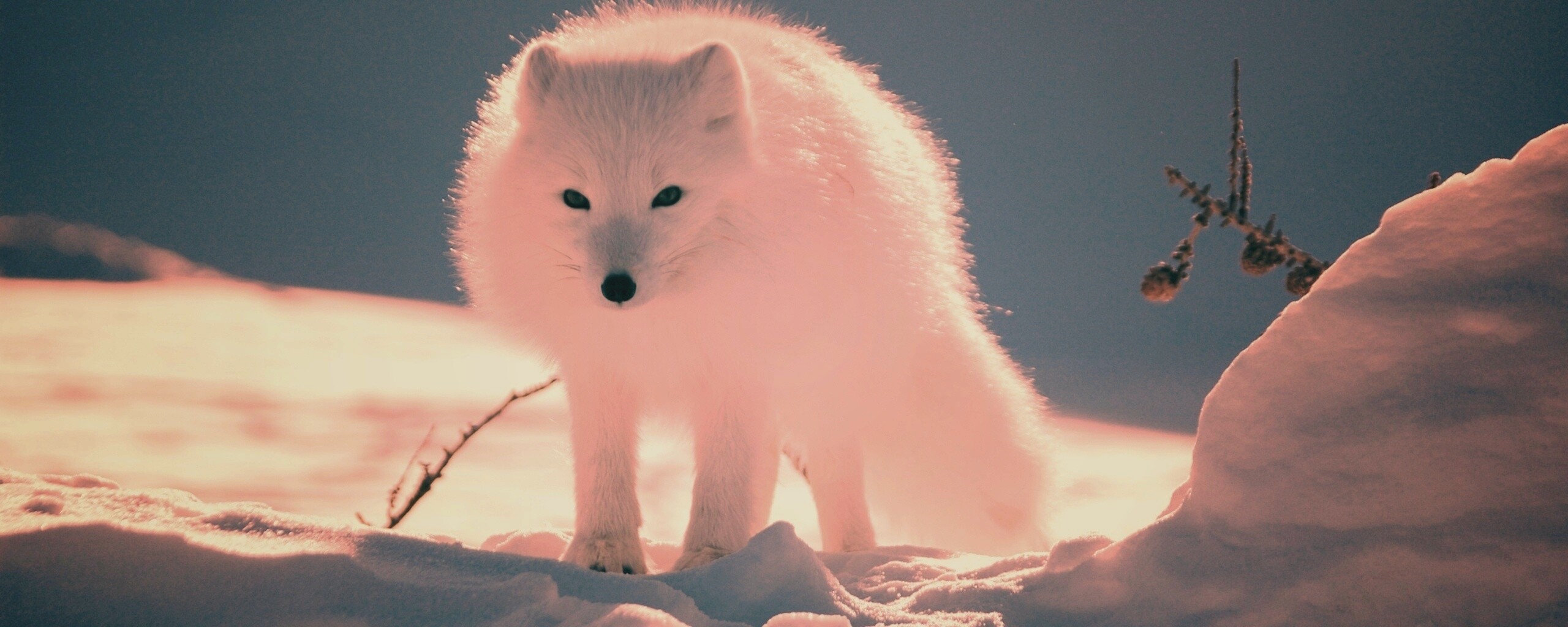 Белый песец обои