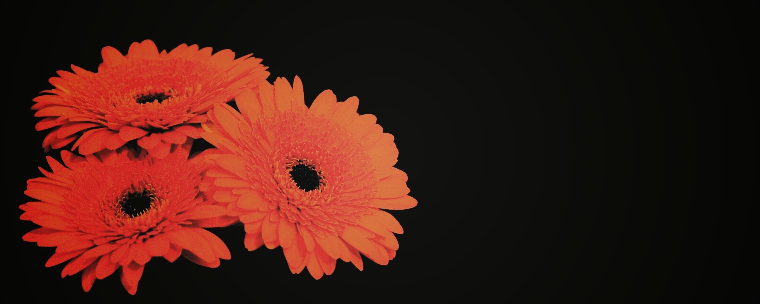 Красные герберы обои