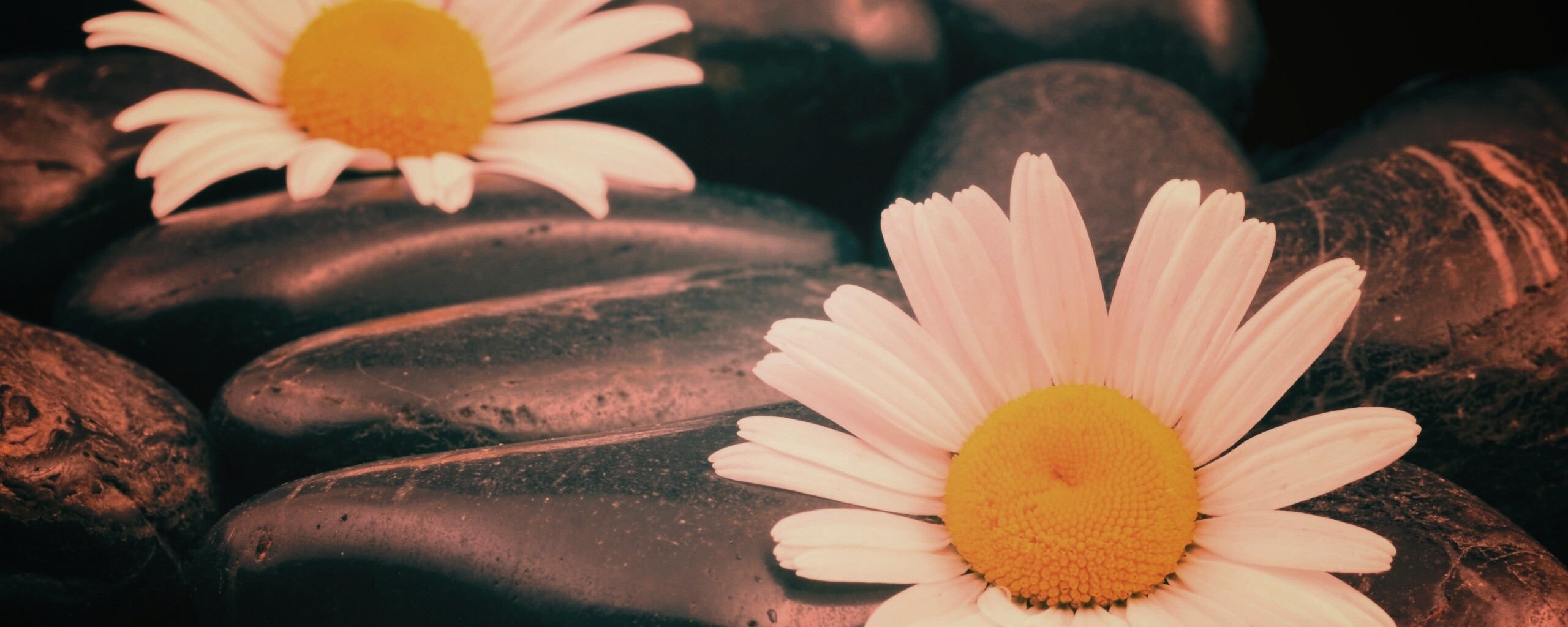 Ромашка среди гальки обои