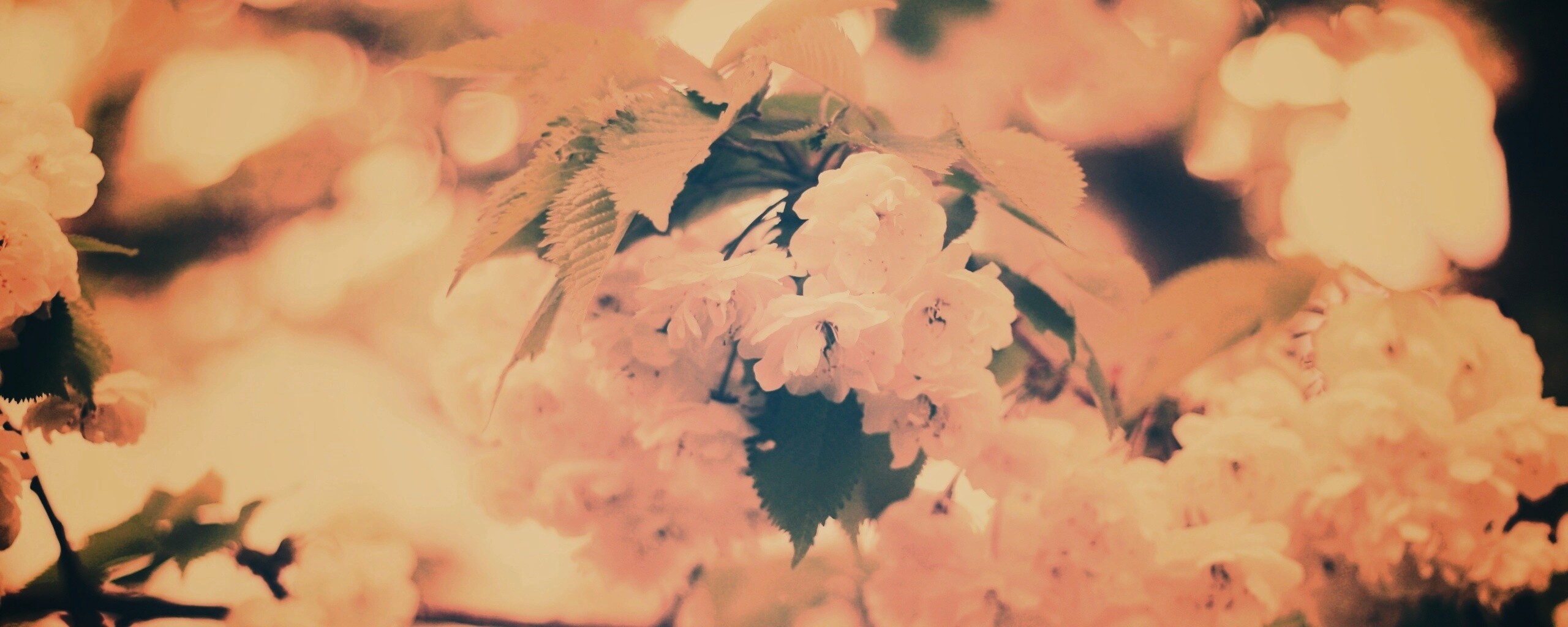 Цветущее дерево обои