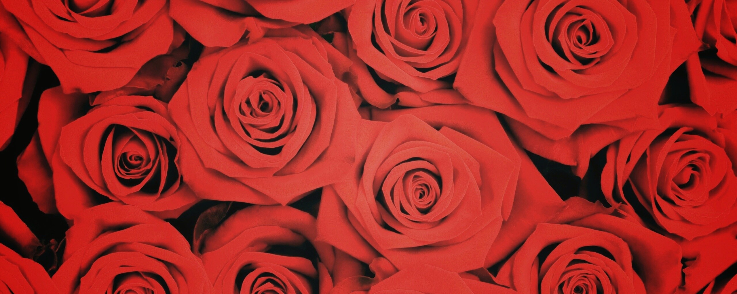 Букет красных роз обои