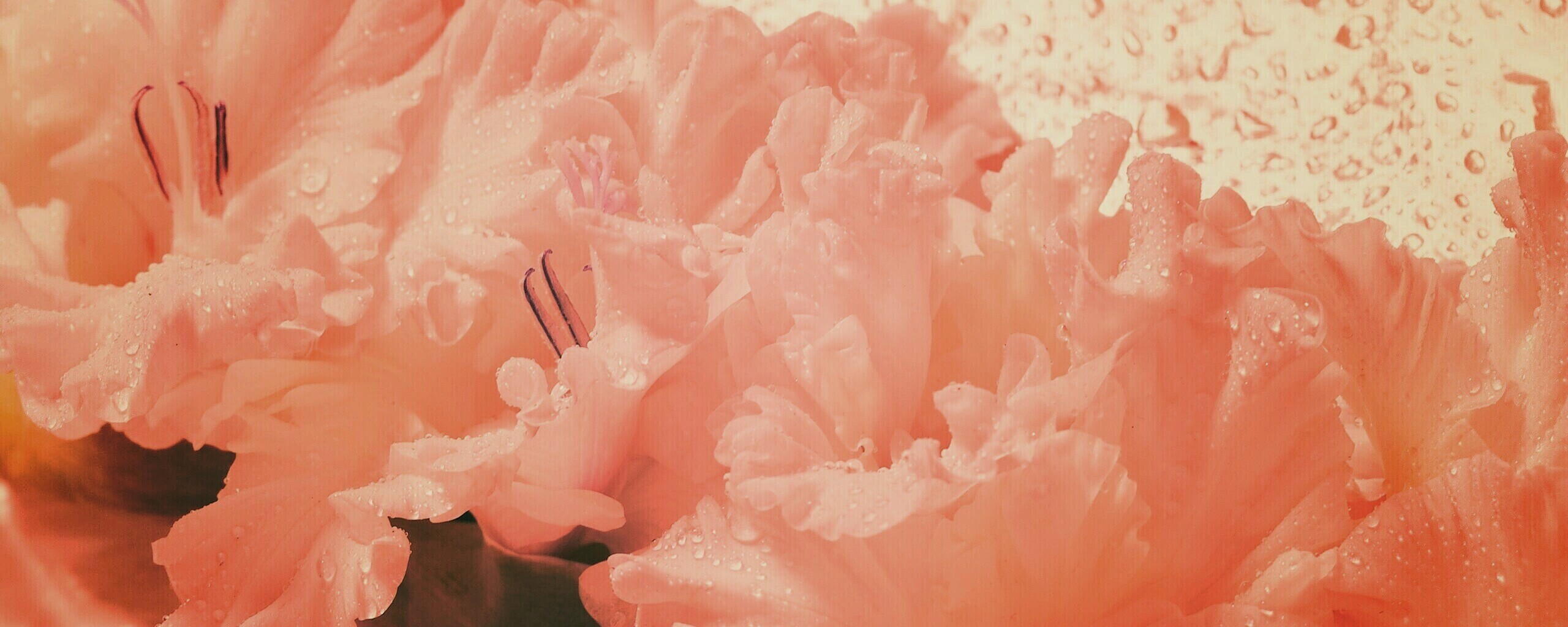 Гладиолус обои