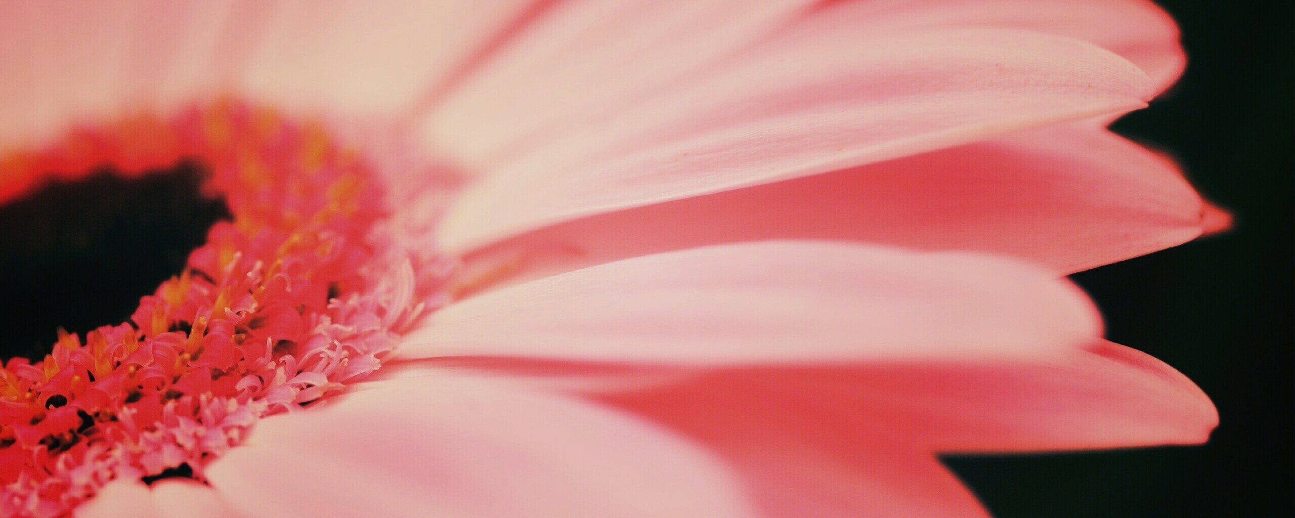 Гербер обои