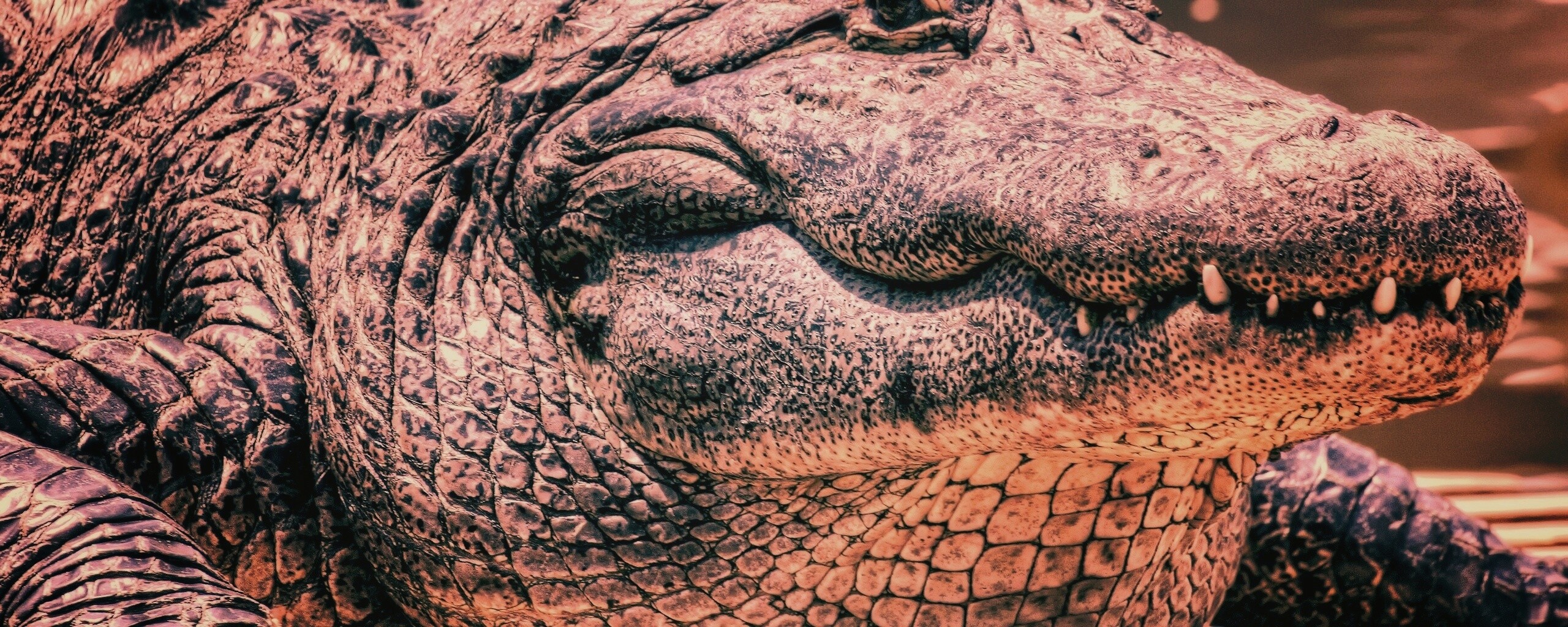 Синий крокодил обои