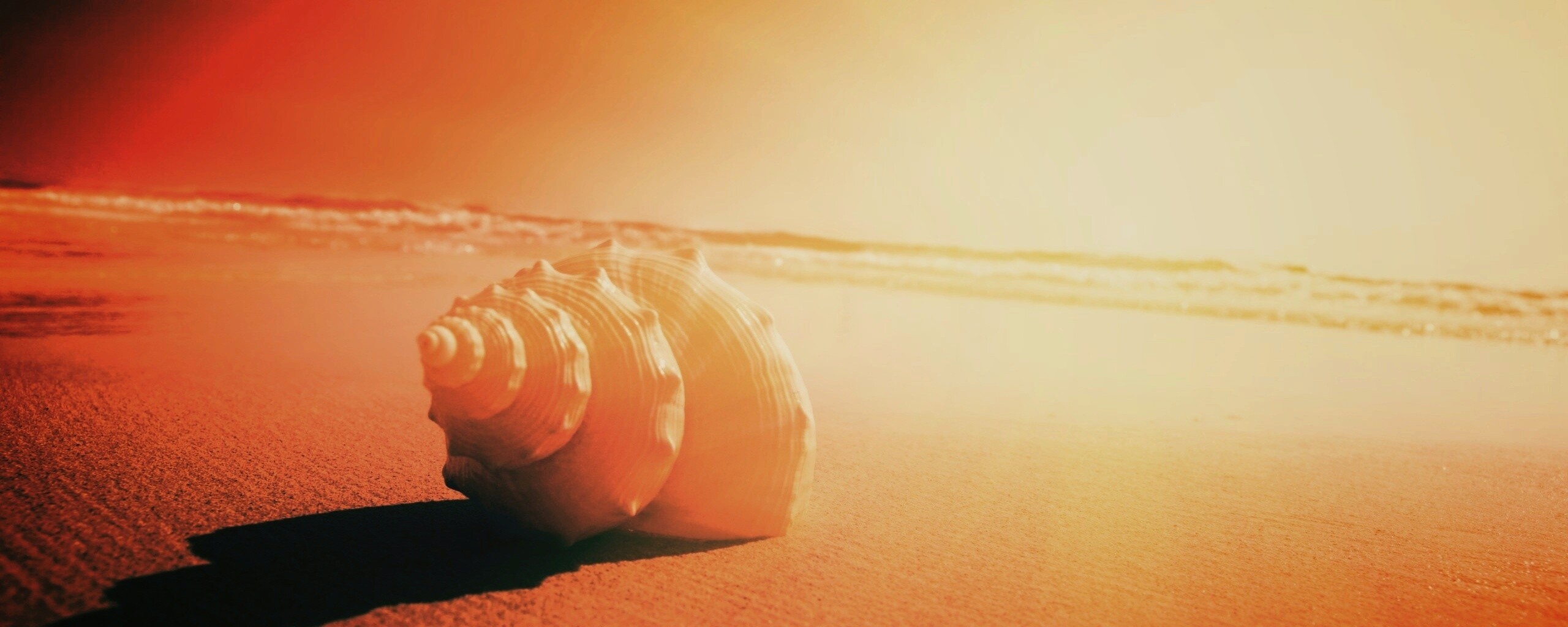 Золотистая ракушка обои