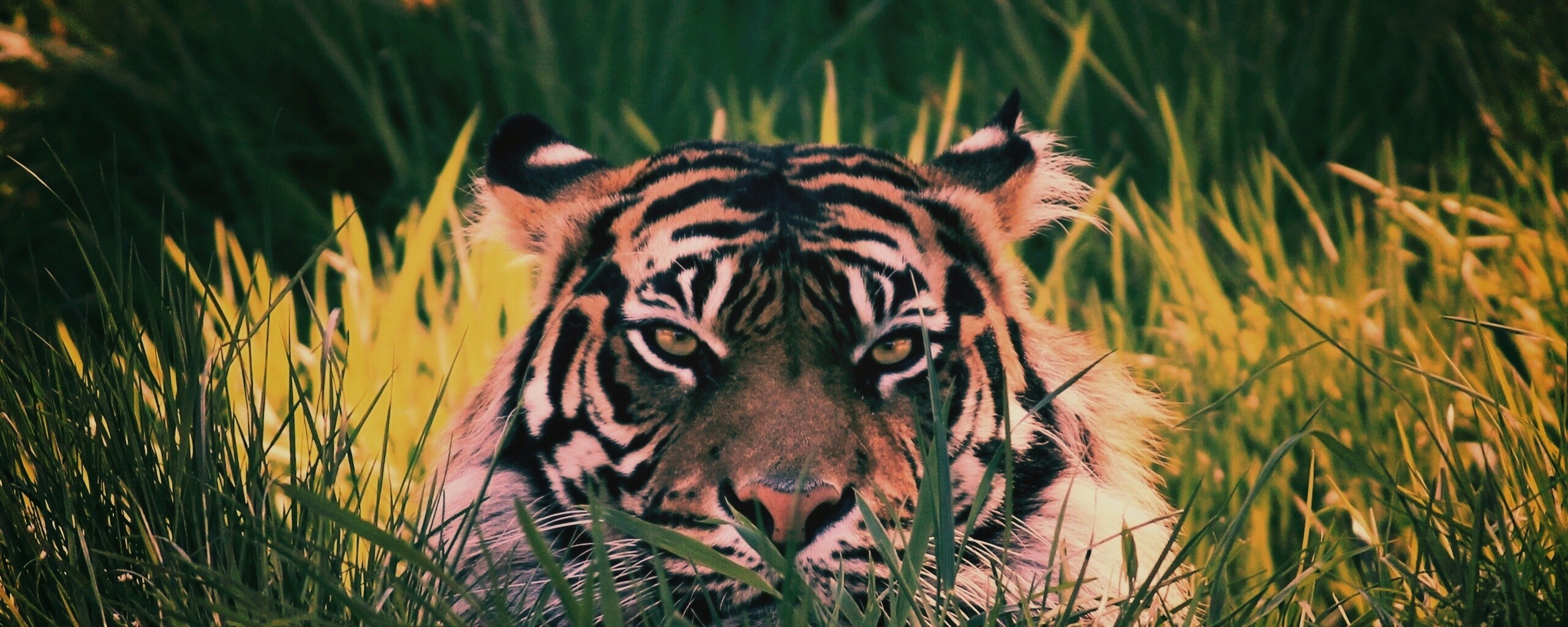 Морда тигра в траве обои