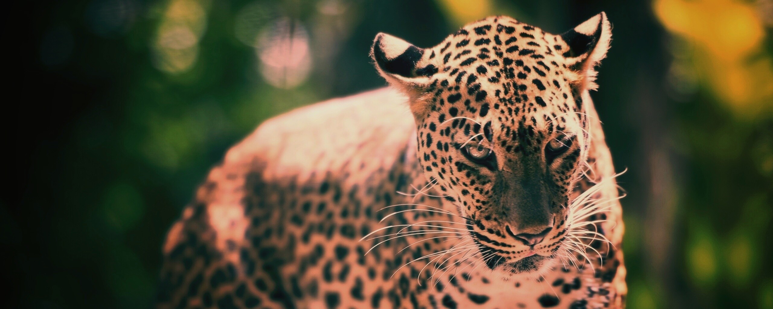 Леопард в сингапурском зоопарке обои