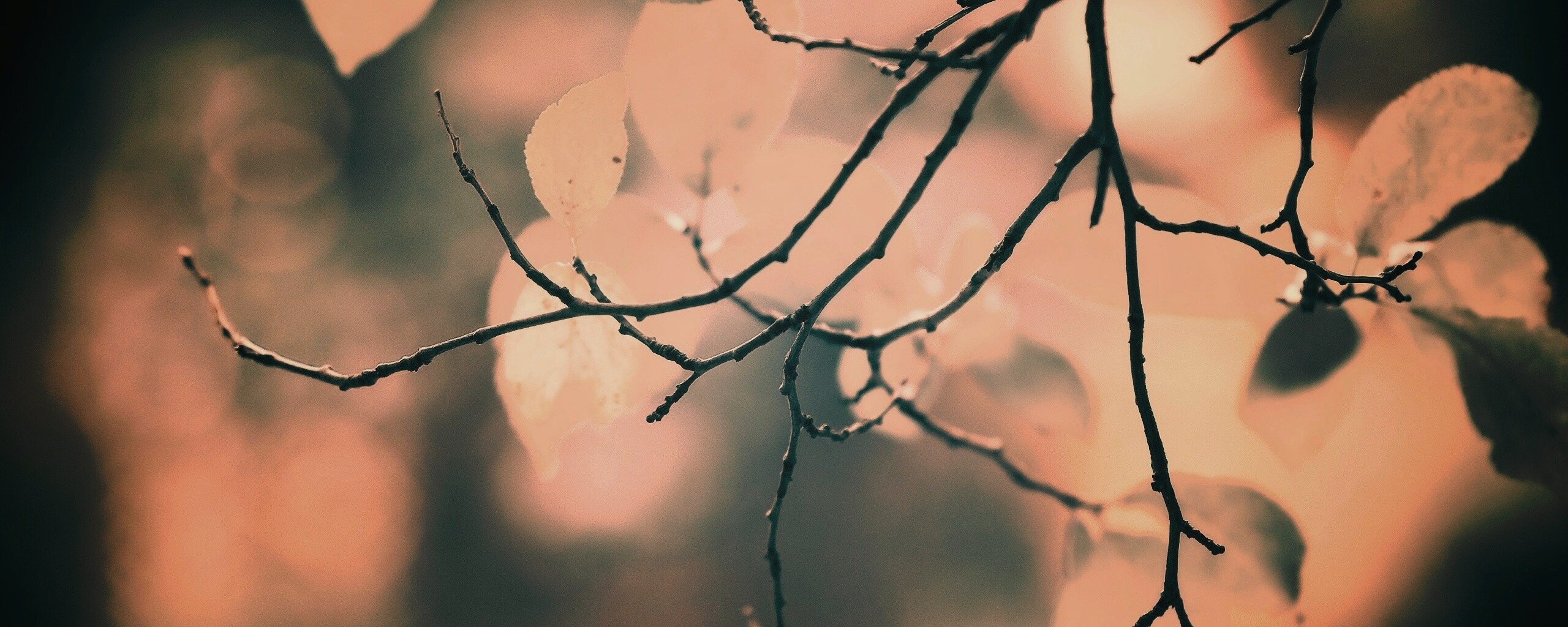 Осенние ветки без листьев обои