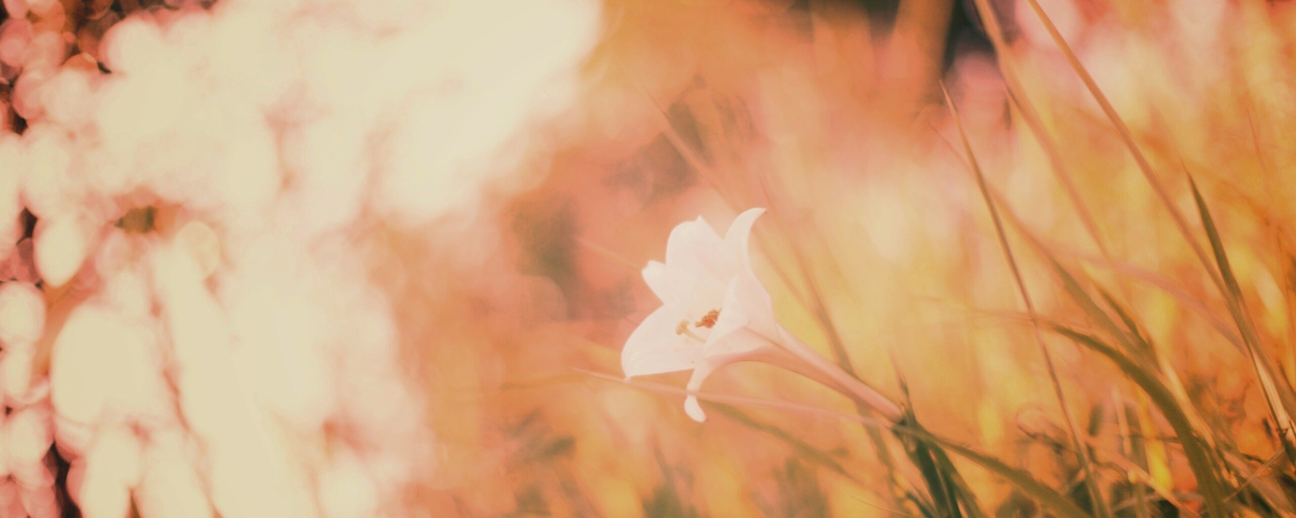 Цветок затерявшийся в траве обои