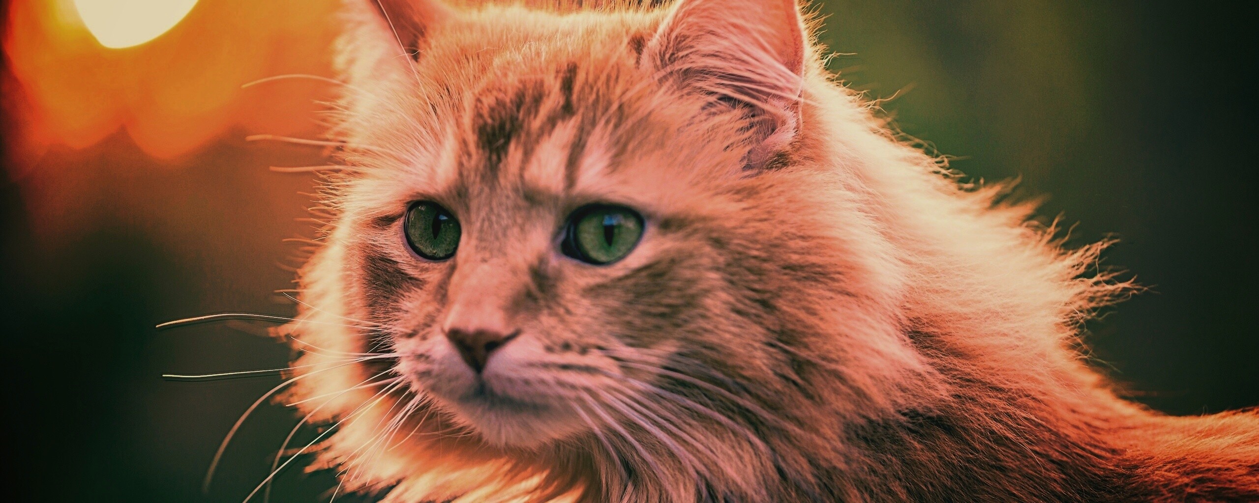 Рыжий кот в лучах солнца обои