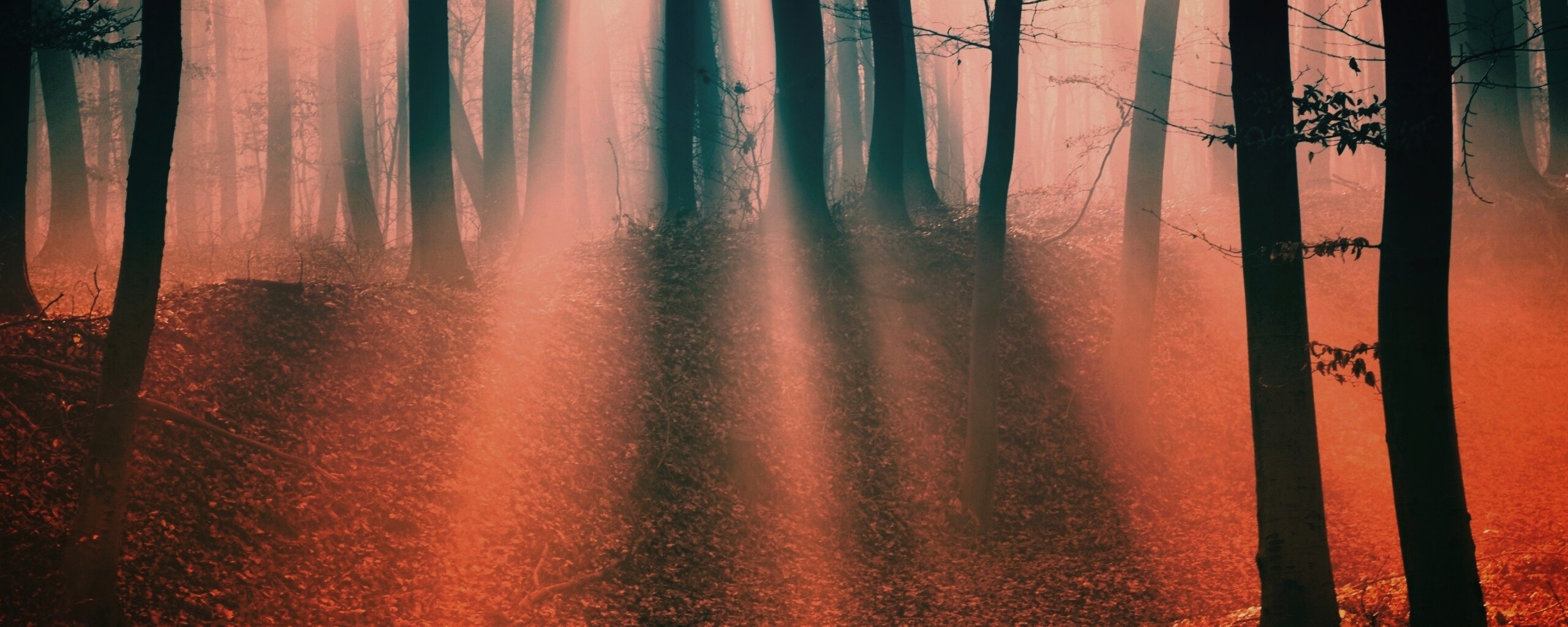 Мистические лес обои