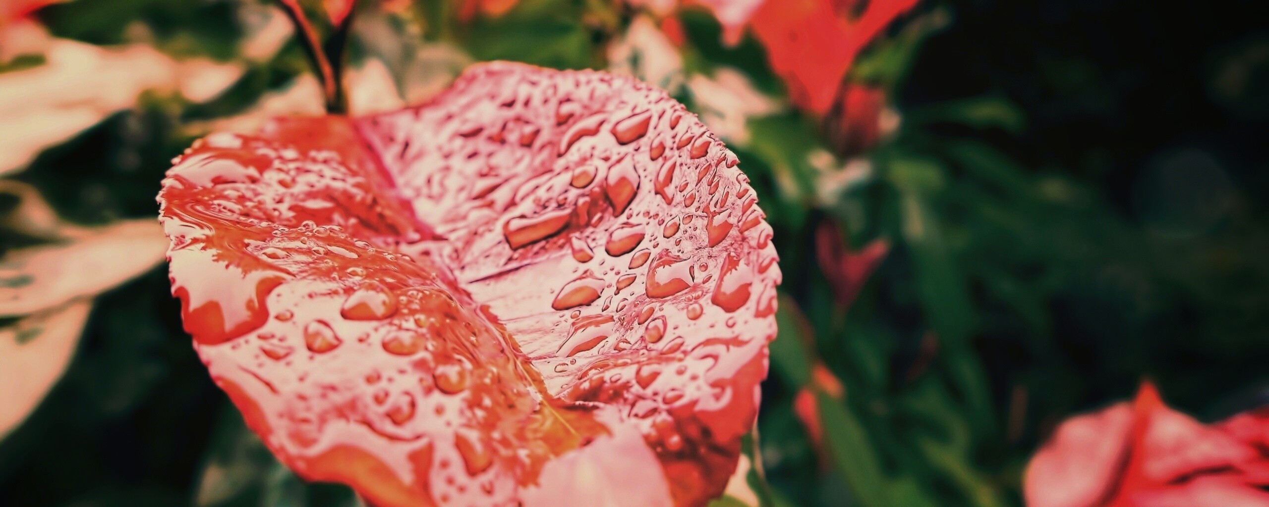 Красный лист в каплях воды обои