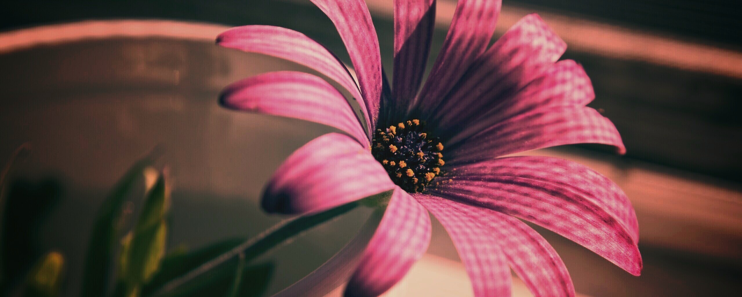 Сиреневый цветок в стакане обои