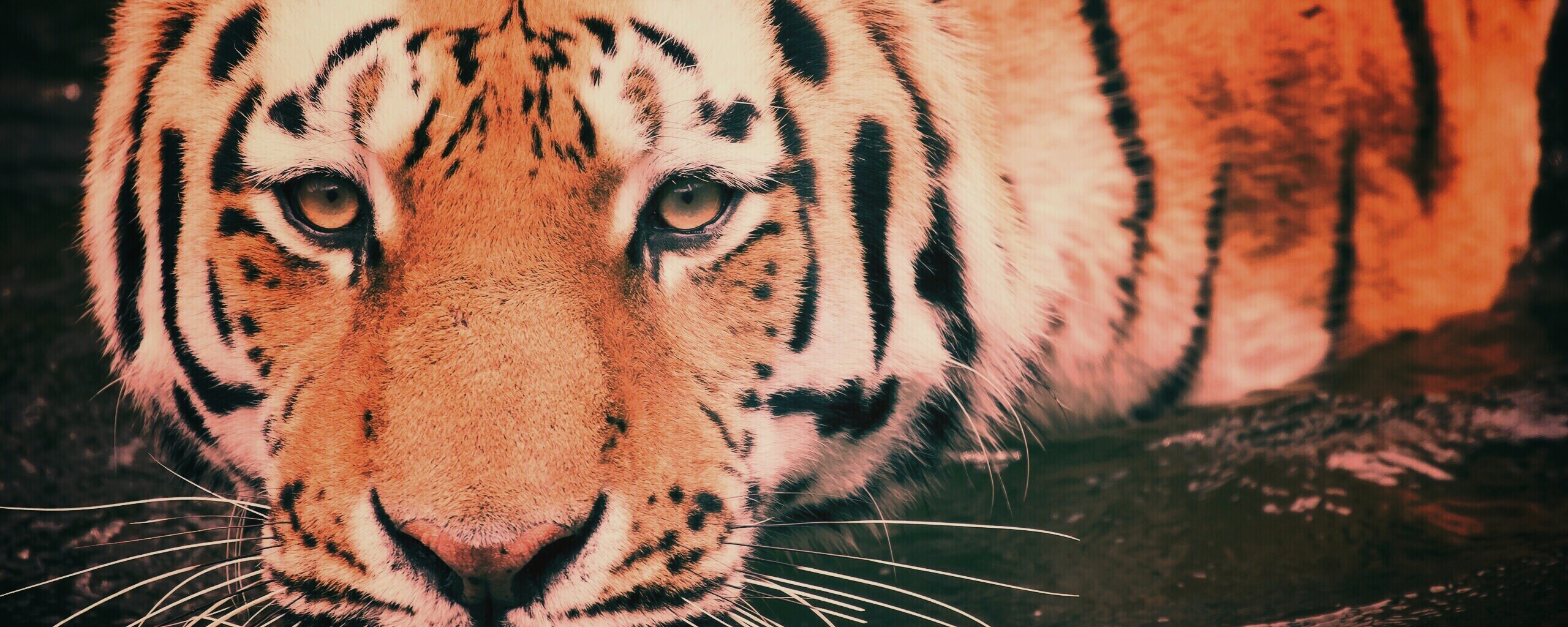 Купание тигра обои