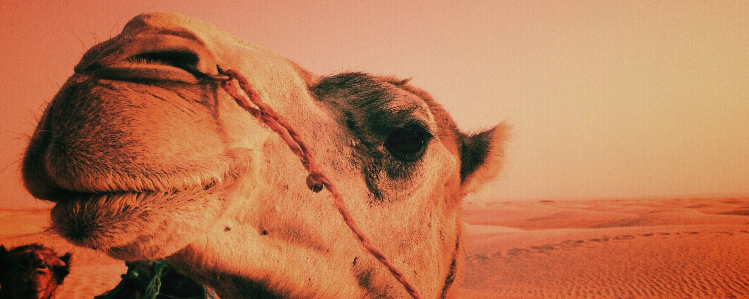 Верблюд обои