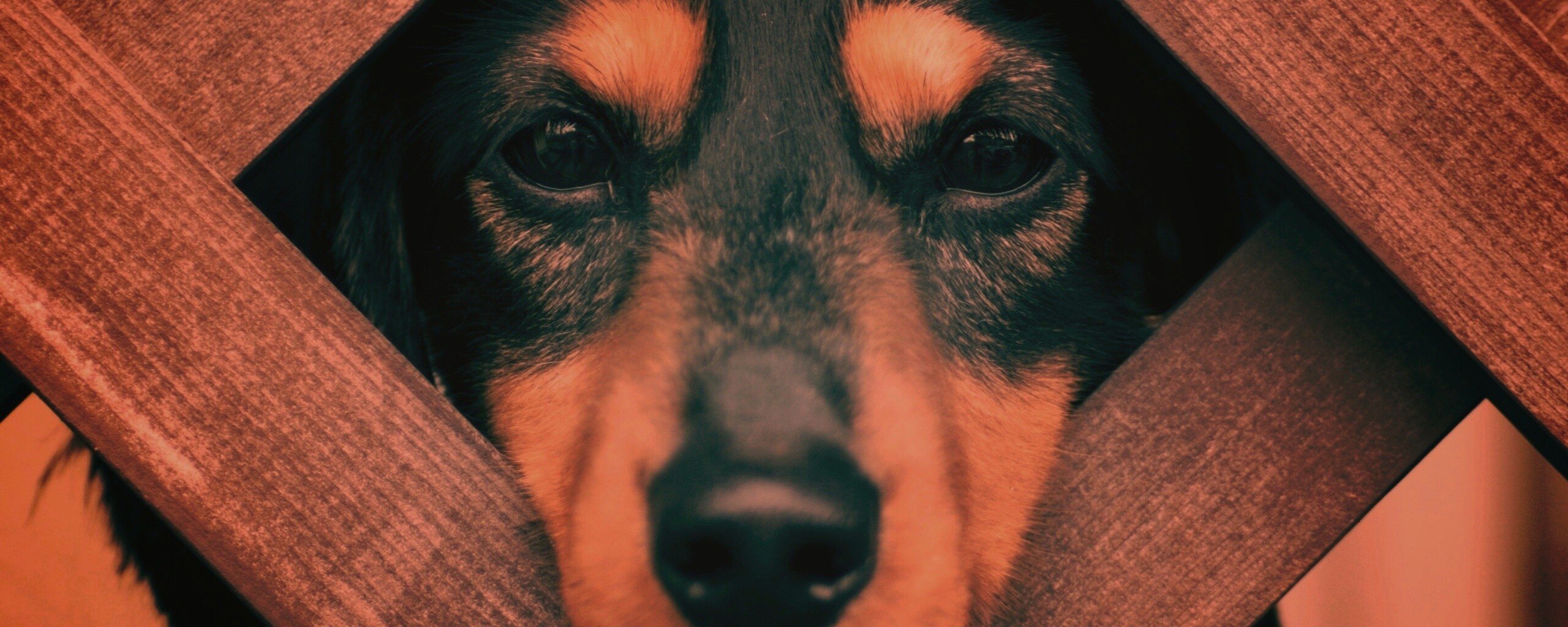 Мордочка в заборе обои