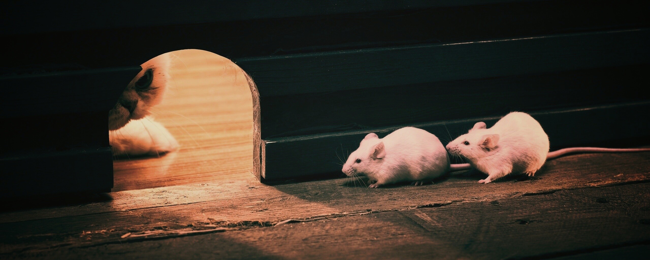 Кошки - мышки обои