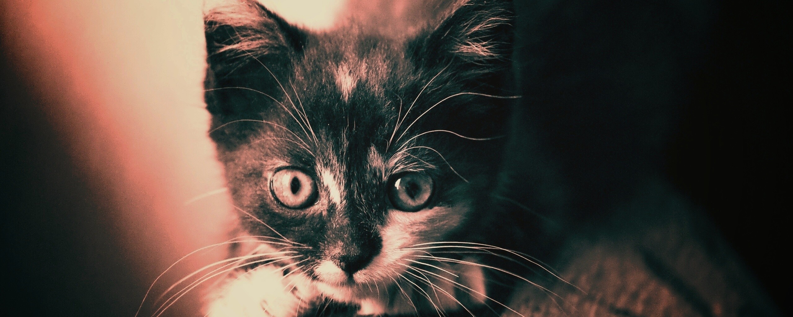 Котёнок обои