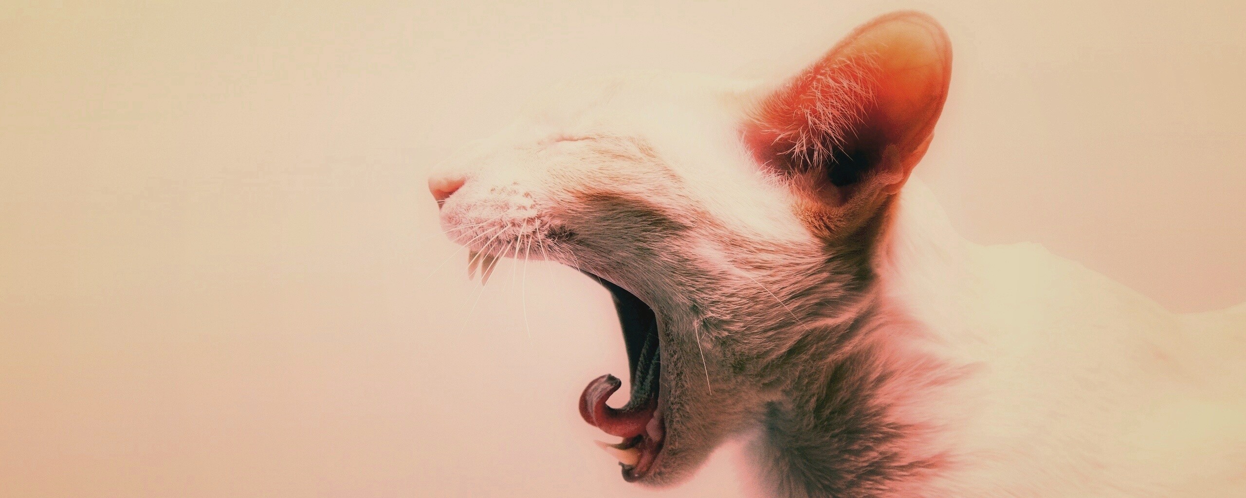 Кошака-зевака обои