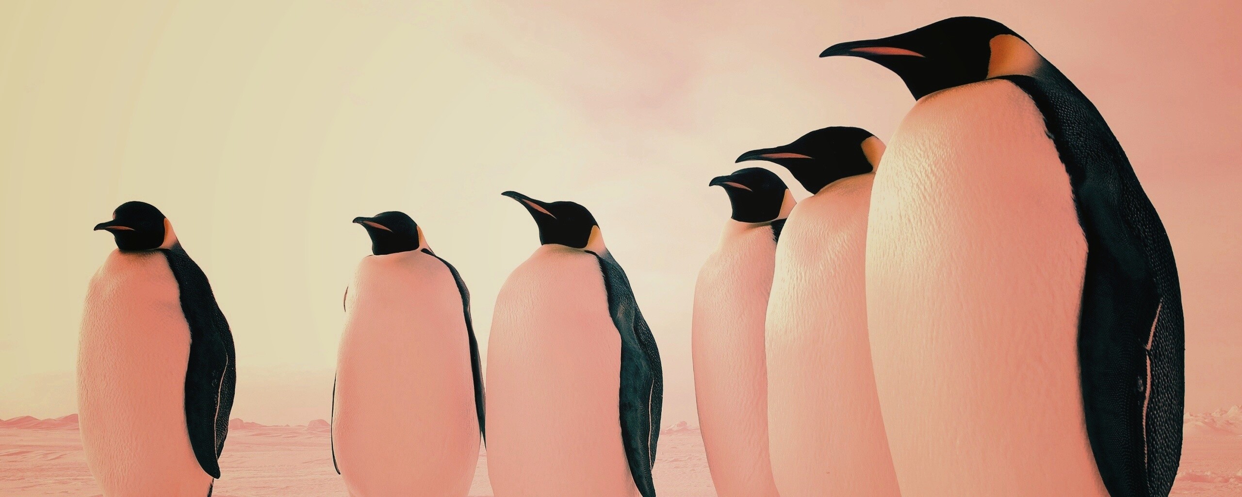 Слет пингвинов обои
