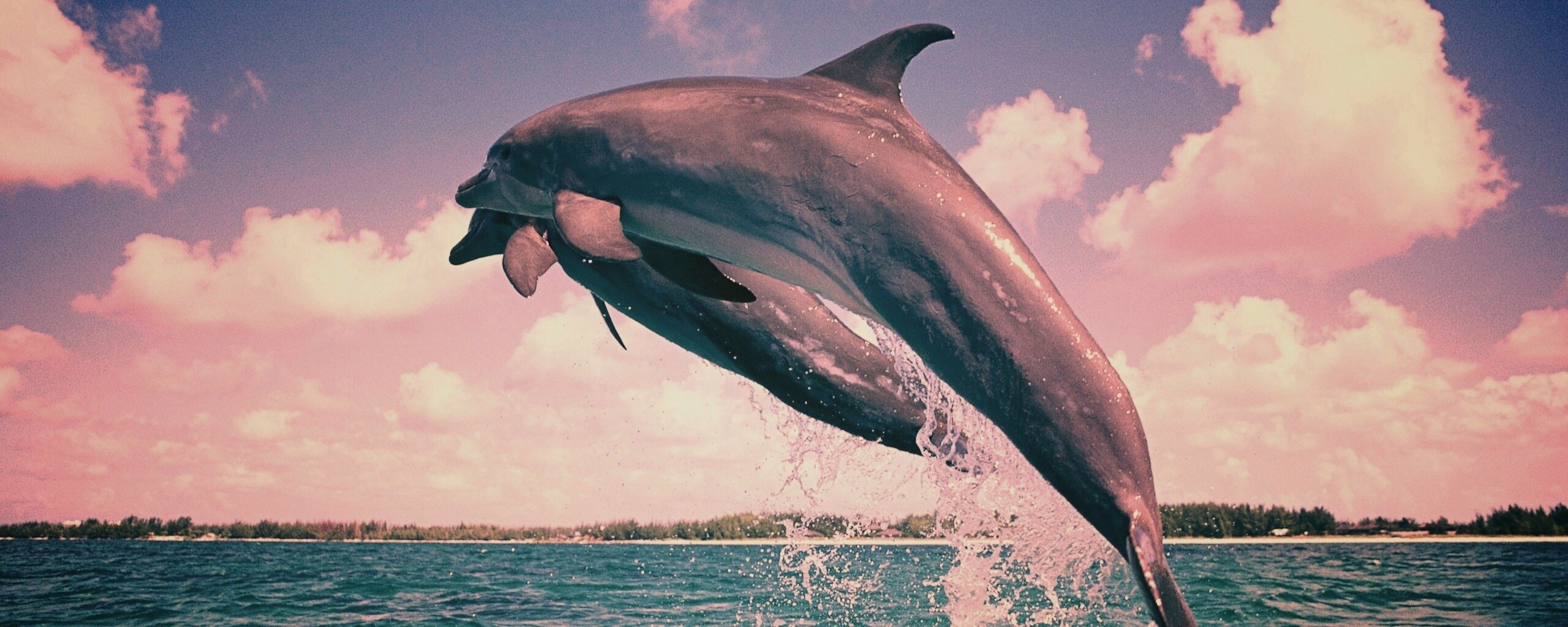 Дельфины обои