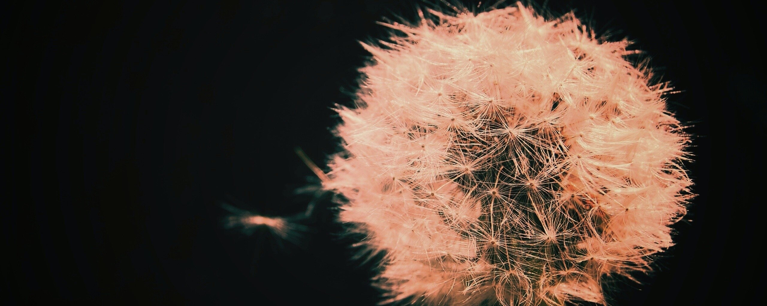 Одуванчик обои