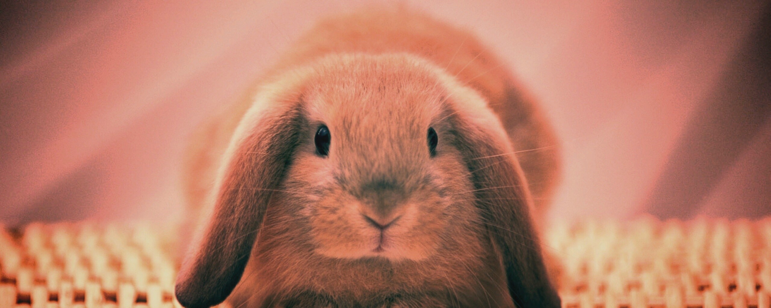 Кроличек обои