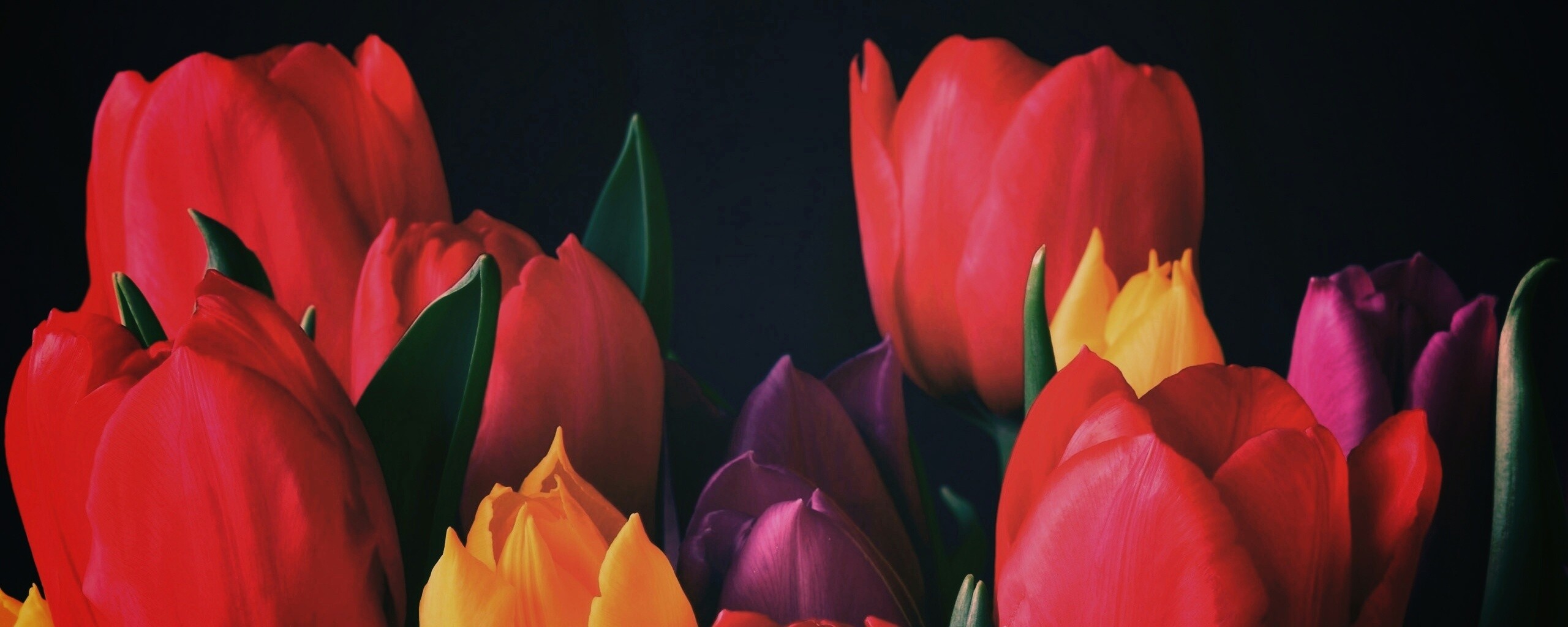 Тюльпаны обои
