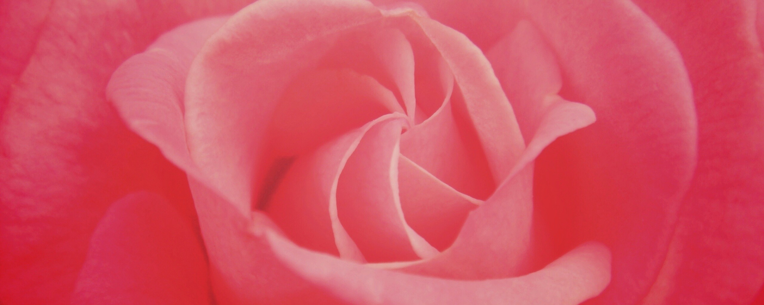 Идеальная роза обои