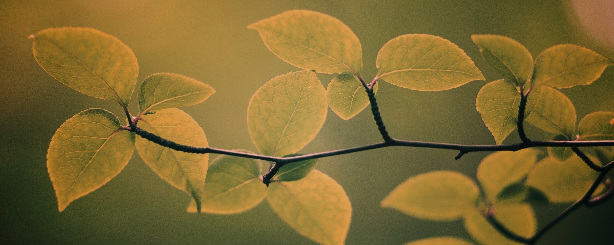 Зеленая веточка обои