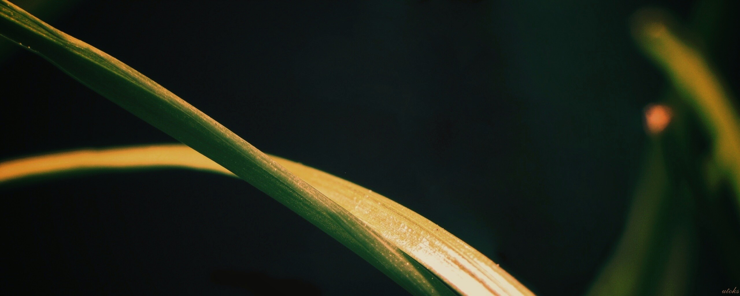 Зелень обои