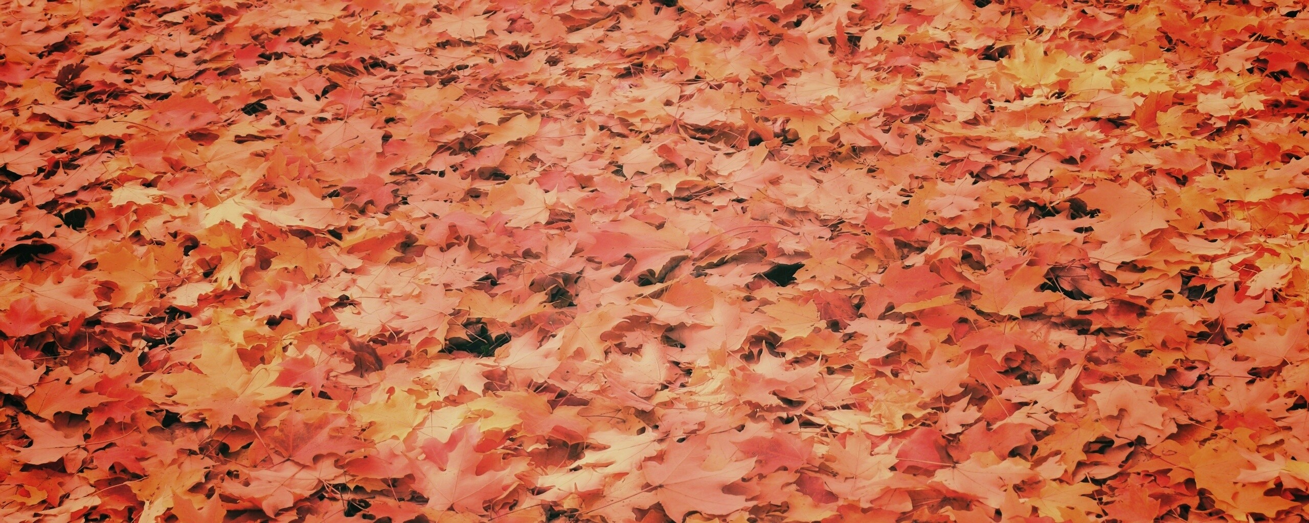 Листья клена обои