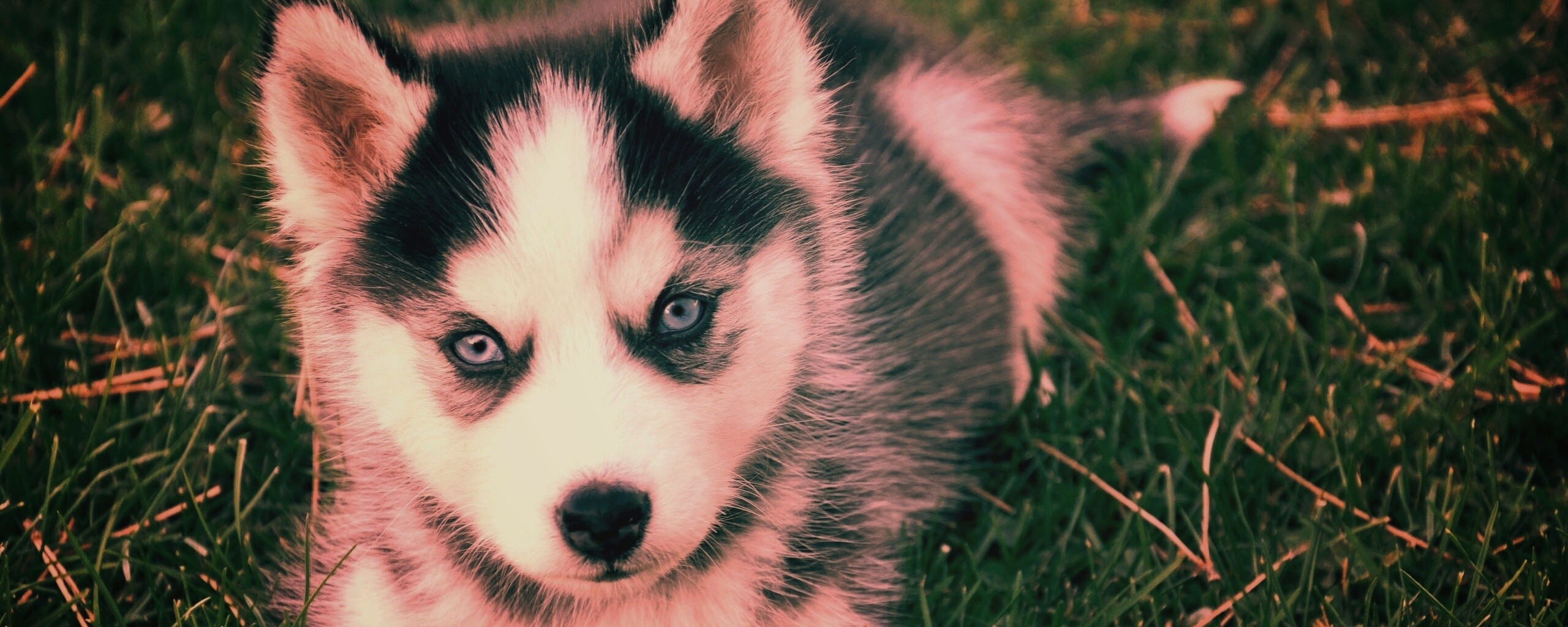 Голубоглазый щенок хаски обои