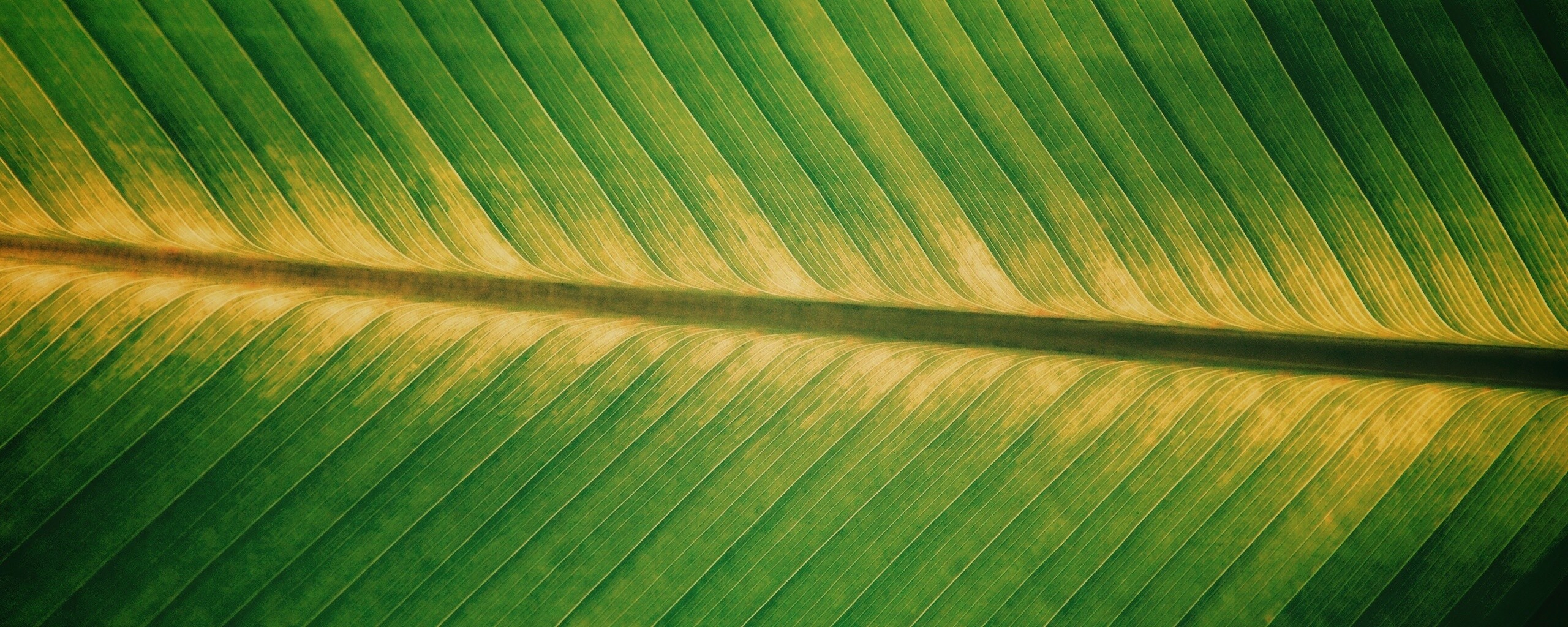 Пальмовый лист на солнце обои