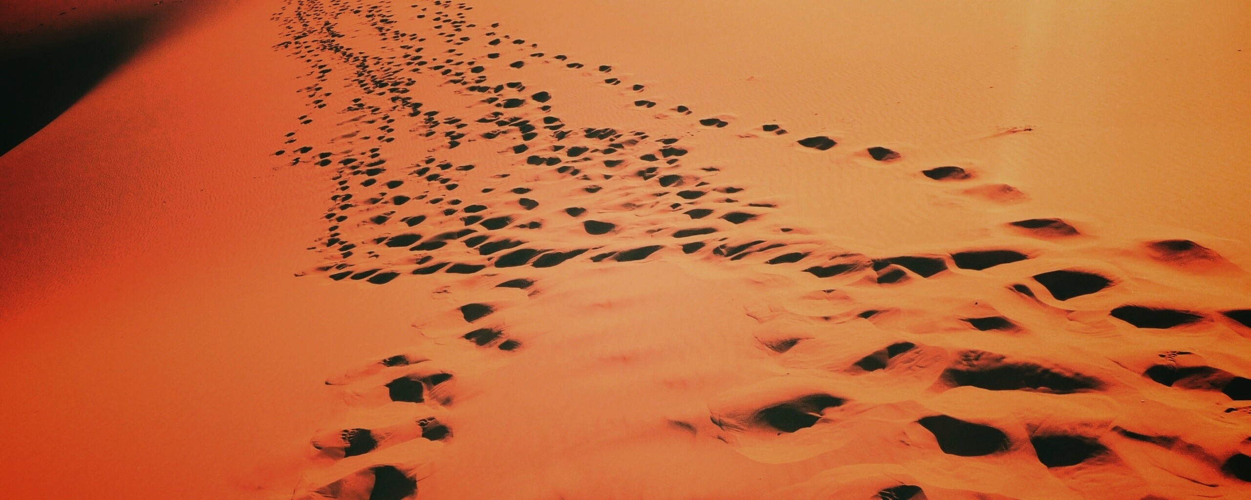 Следы в пустыне обои