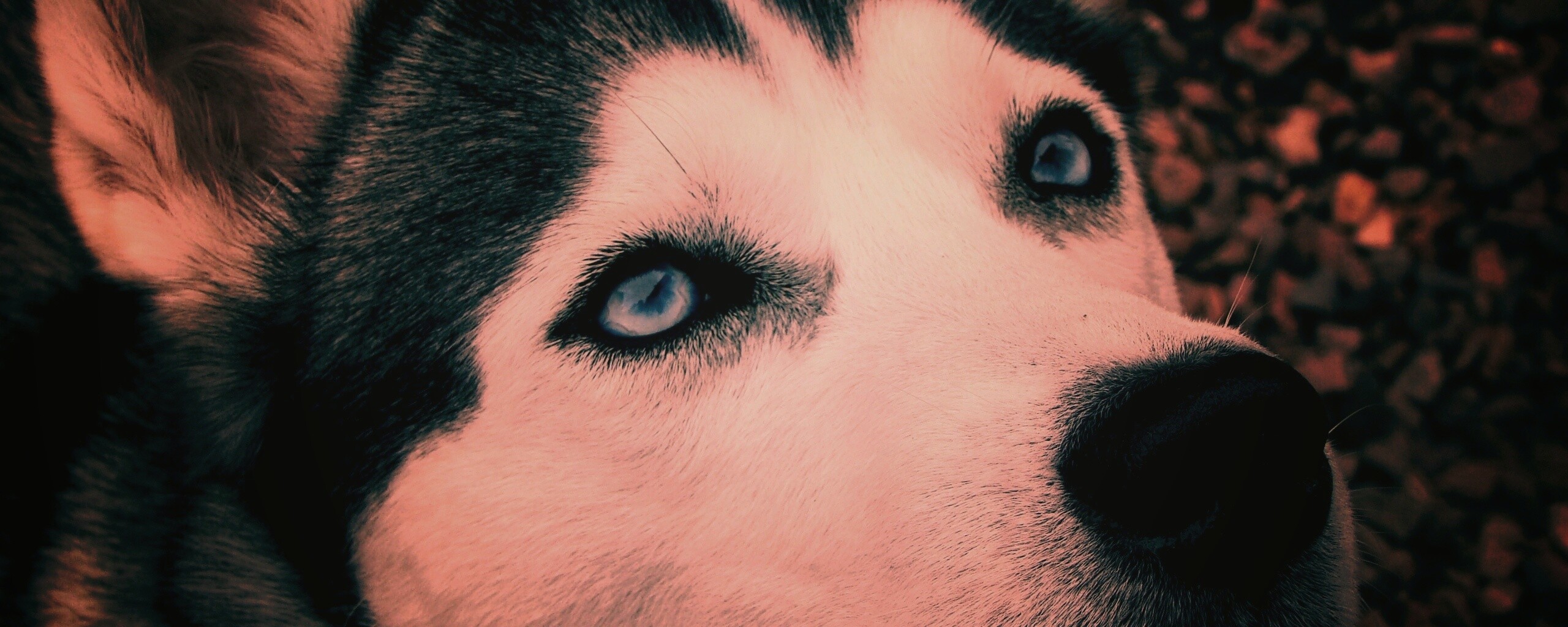 Собака хаски обои