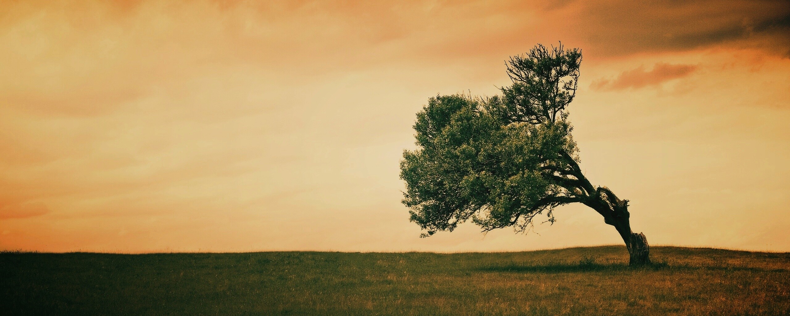 Склоненное дерево обои