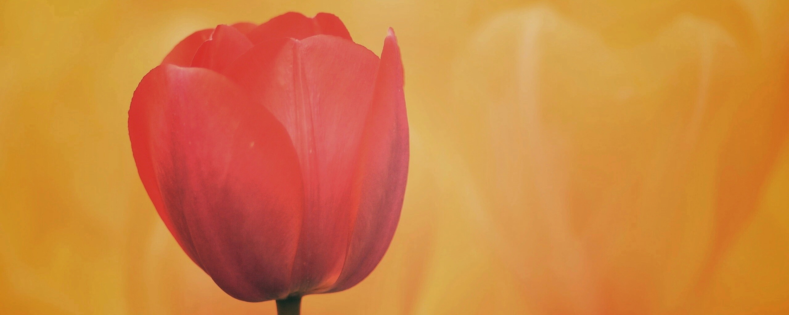 Красный тюльпан обои
