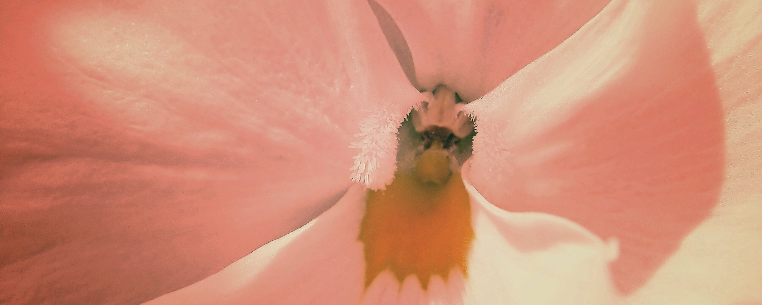 Ложе цветка обои