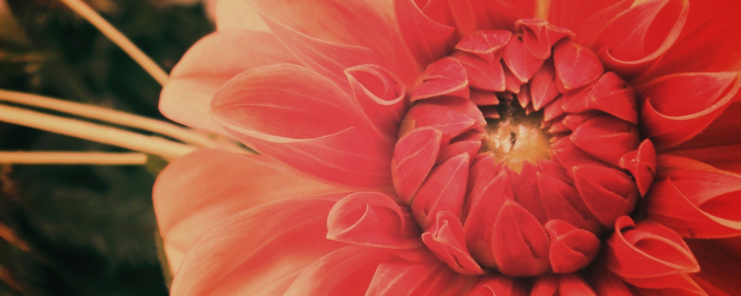 Аленький цветочек обои