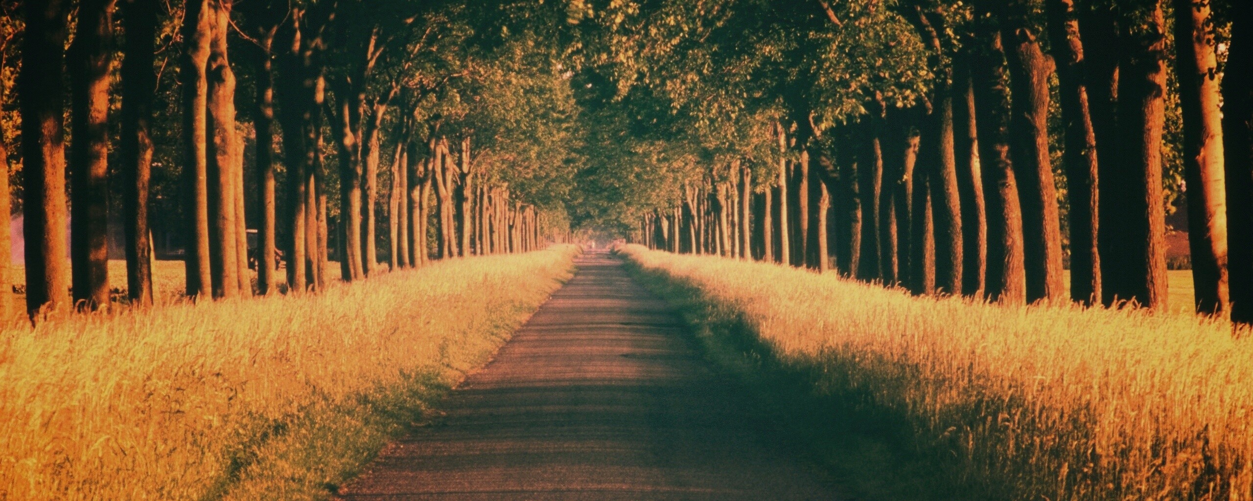 Живописная аллея обои