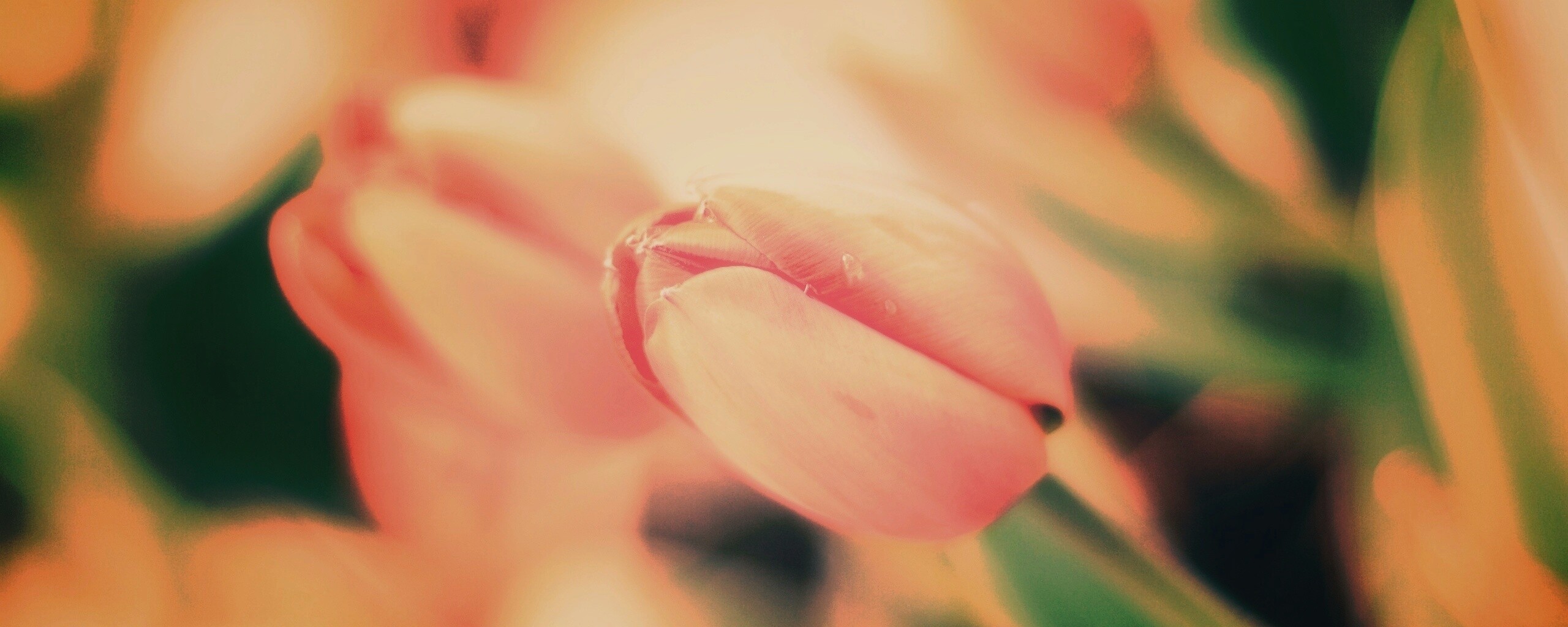 Красивый тюльпан обои