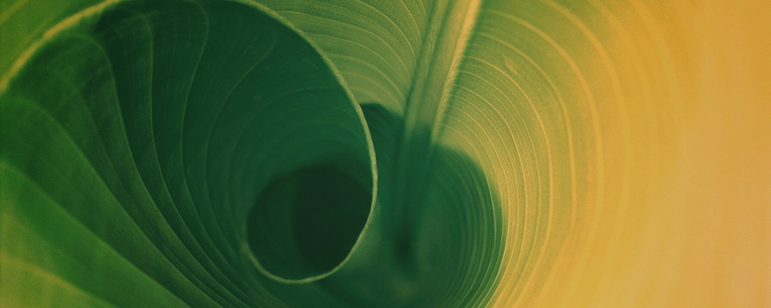Зеленый лист трубочкой обои