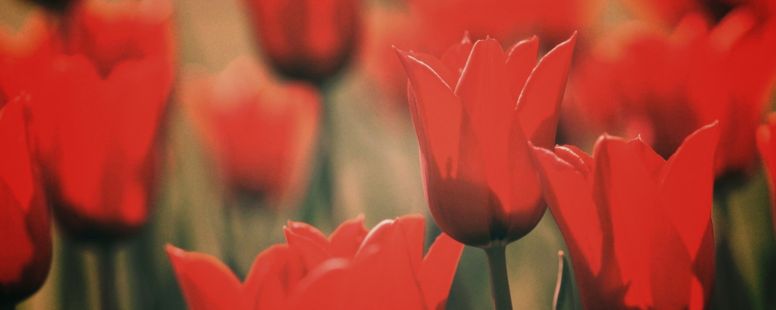 Красные цветы обои