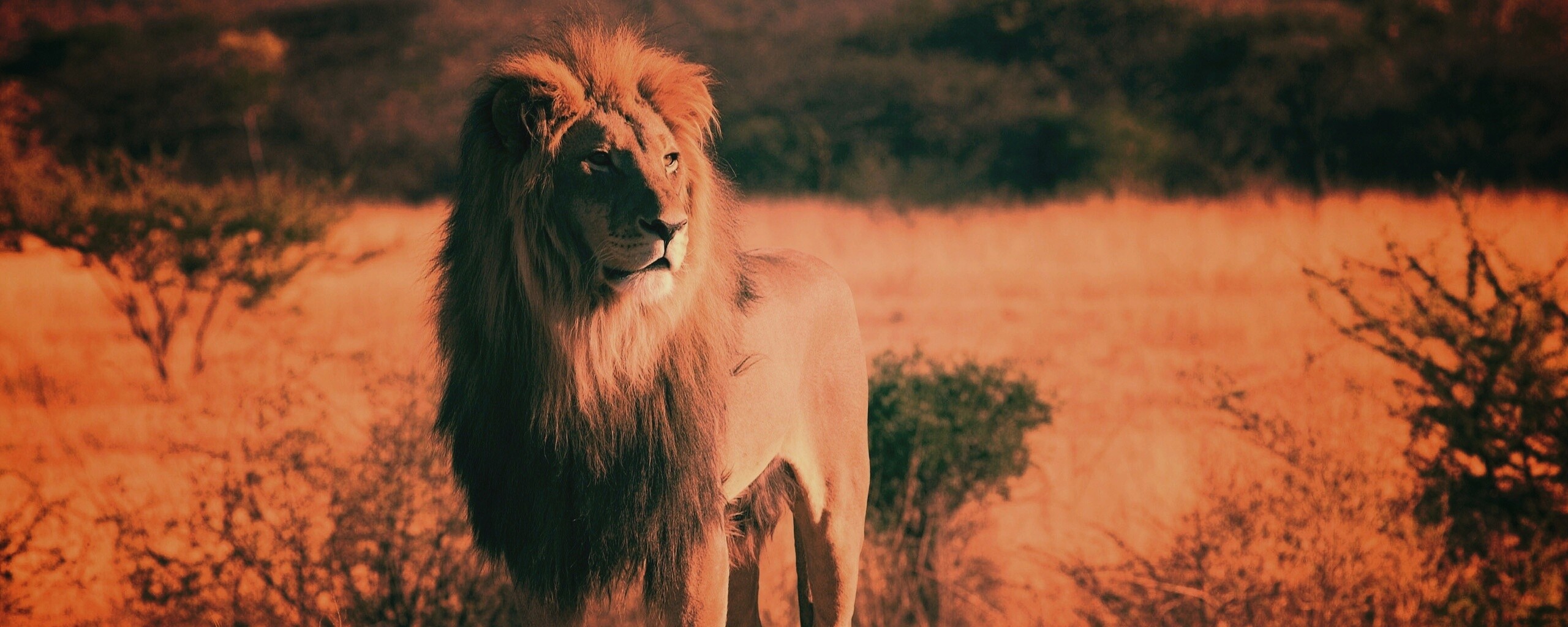 Царь зверей обои
