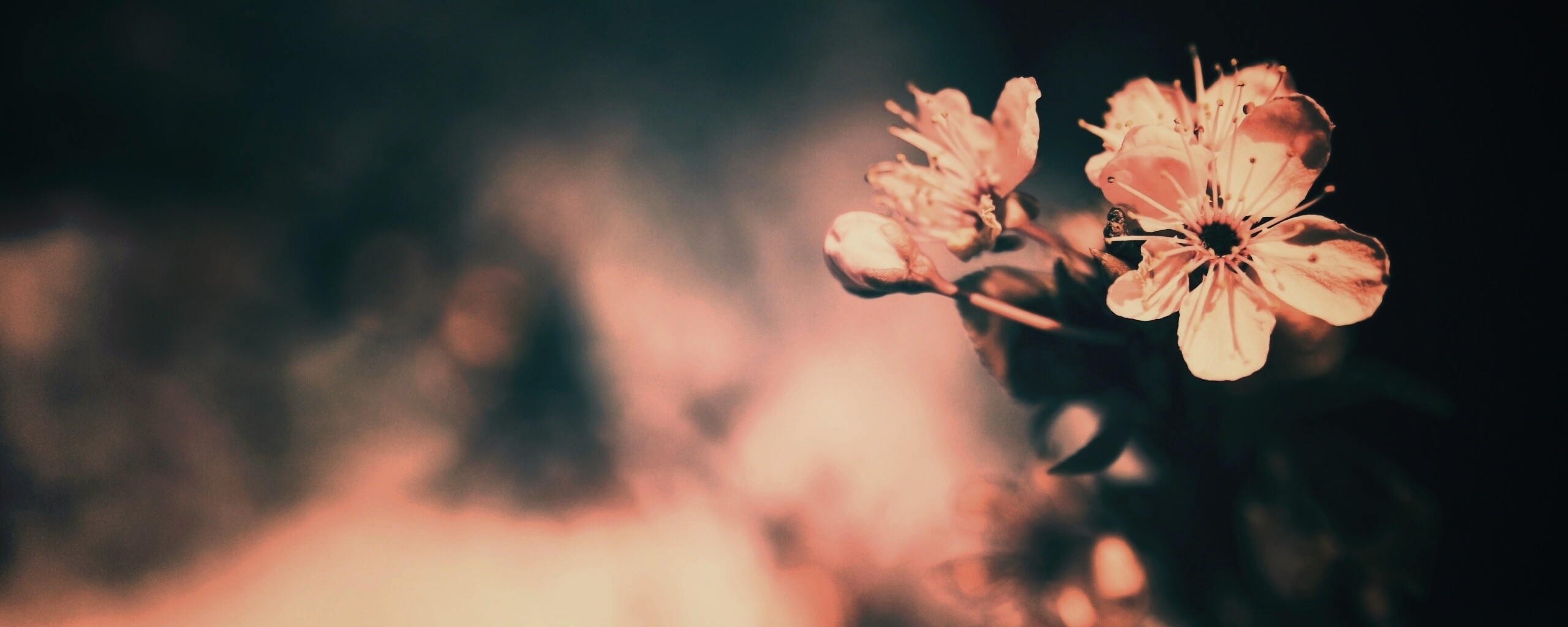 Цветок вишни обои