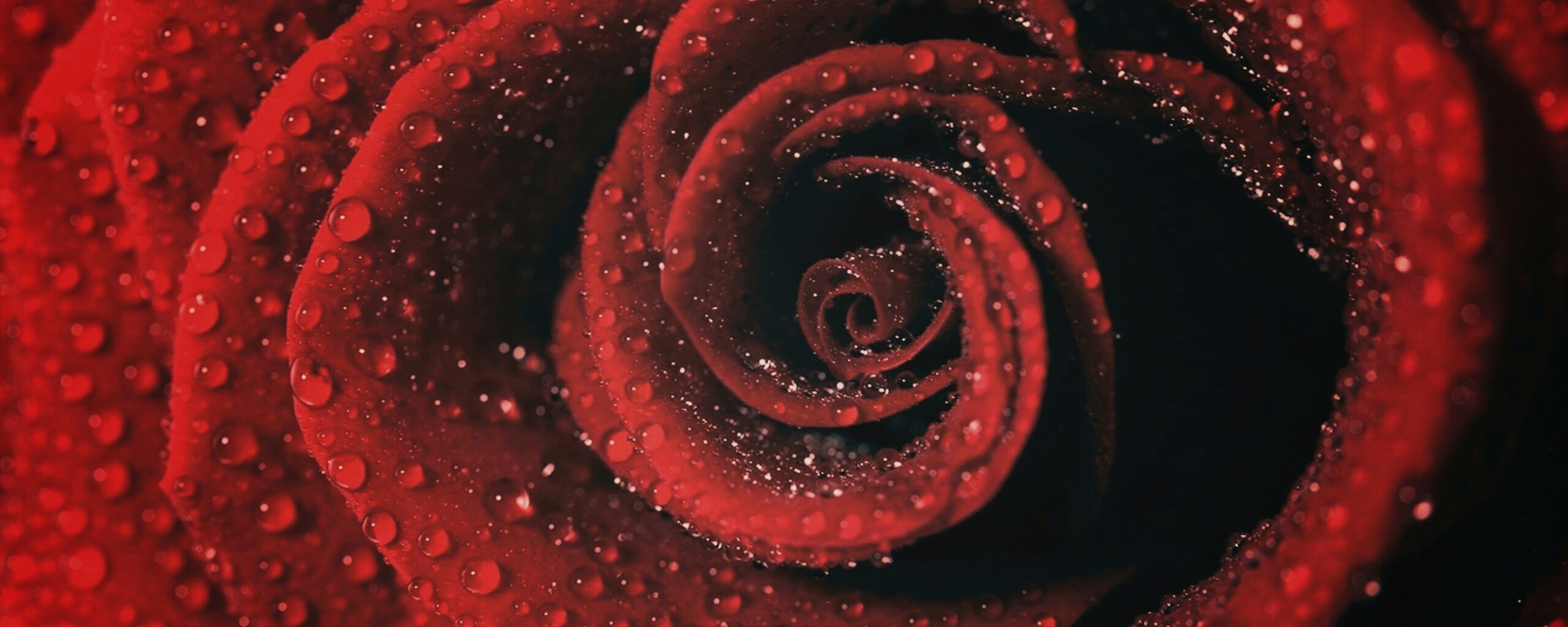 Красная роза обои