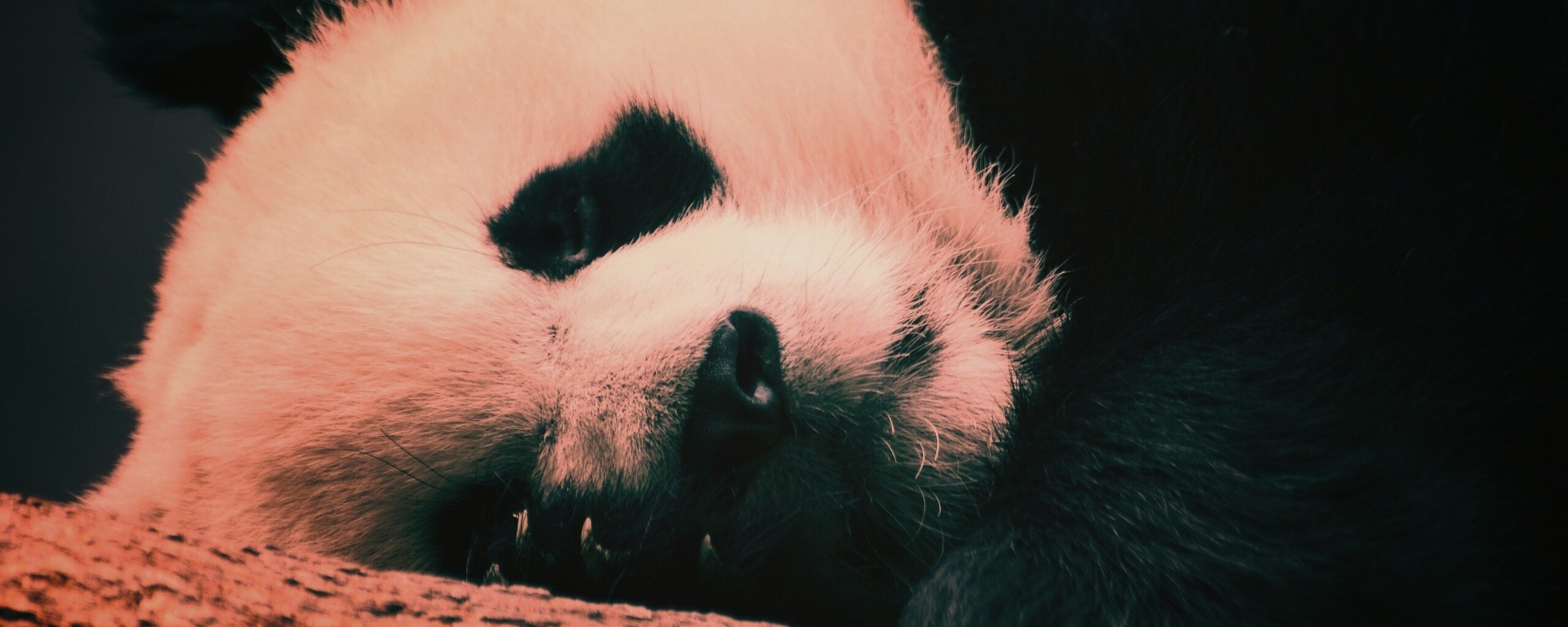 Панда на ветви обои