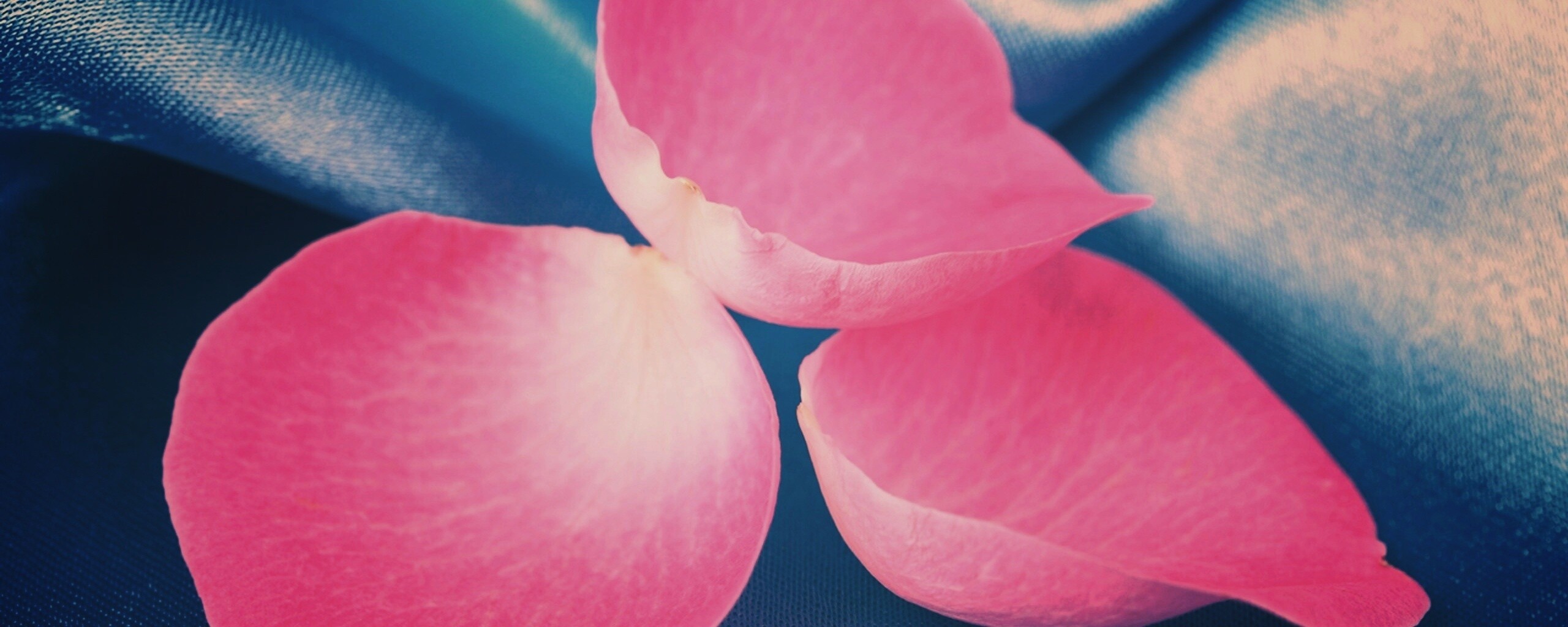 Лепестки розы на голубой ткани обои